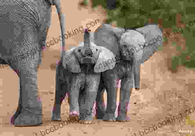 A Family Of Elephants Walking Through The African Savanna, Symbolizing Compassion And Unity How To Be An Elephant