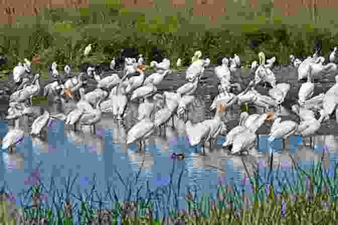 A Flock Of American White Pelicans At The Vaseux Lake Bird Sanctuary Best Places To Bird In British Columbia