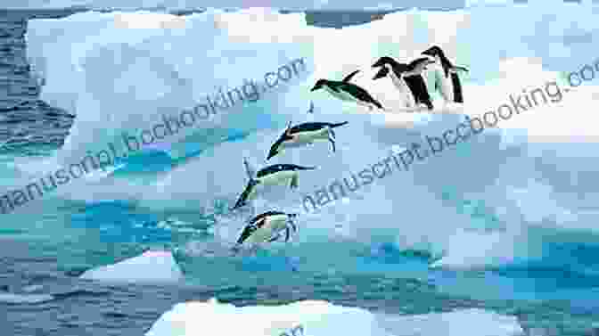 A Group Of Penguins Swimming In The Clear Waters Of The Antarctic Peninsula ANTARCTICA The End Of The World