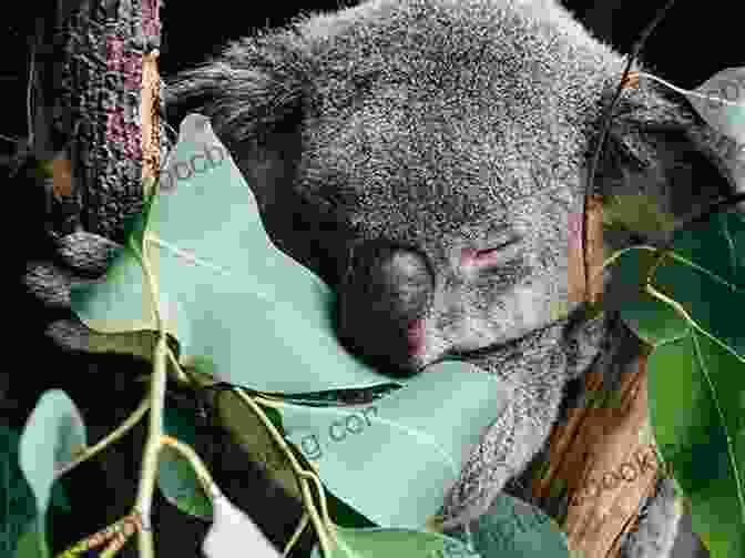A Koala Resting In A Eucalyptus Tree National Geographic Readers: Koalas Tom Watson