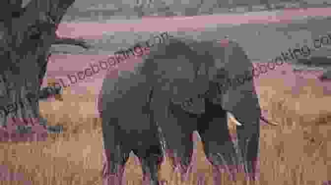 A Majestic African Elephant Striding Across A Savanna Landscape. Aagaard S African Adventures Finn Aagaard