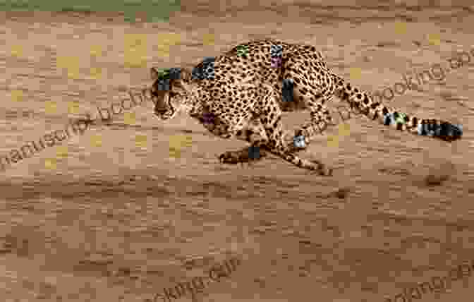 A Majestic Cheetah Running Across The African Savanna. I Love Being A Cheetah : A Lively Picture And Rhyming For Preschool Kids 3 5 (I Love Being 1)