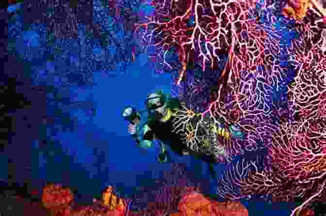 A Photographer Captures An Underwater Scene In The Caribbean. Best Dives Of The Caribbean