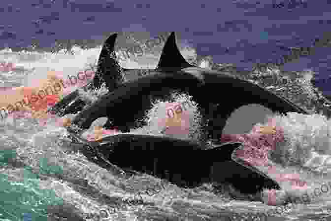A Pod Of Orcas Hunting For Prey. Under A Living Sky (Orca Young Readers)