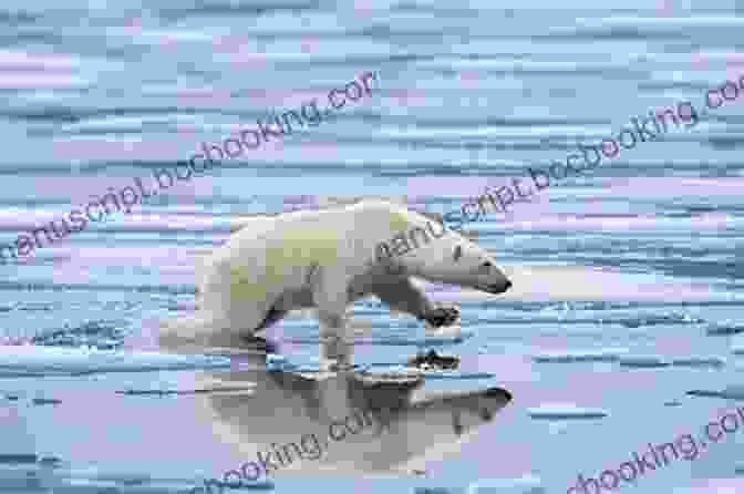 A Powerful Image Of A Polar Bear Standing On A Melting Ice Floe, Symbolizing The Urgent Threat Of Extinction Faced By Many Species Due To Climate Change The Anthropology Of Extinction: Essays On Culture And Species Death