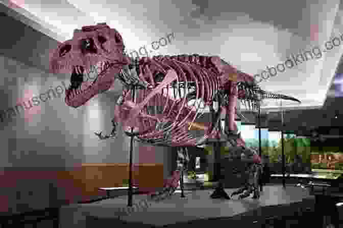 A Reconstruction Of A Tyrannosaurus Rex Skeleton In A Museum Exhibit The Second Jurassic Dinosaur Rush: Museums And Paleontology In America At The Turn Of The Twentieth Century