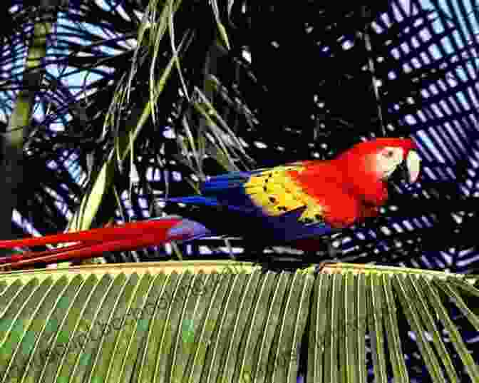 A Vivid Scarlet Macaw Perched On A Branch, Its Vibrant Feathers Shimmering In The Sunlight Draw And Paint 50 Animals: Dogs Cats Birds Horses And More