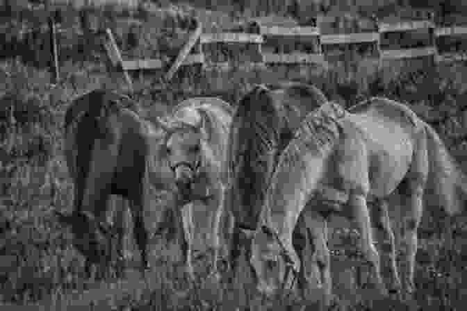 Black And White Photograph Of A Group Of Horses Grazing In A Field. The Horses Are Healthy And Well Cared For. Dorothy Brooke And The Fight To Save Cairo S Lost War Horses