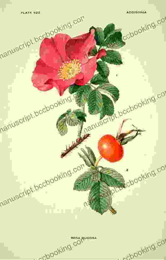 Botanical Illustration From Life Book Cover Showcasing A Vibrant Illustration Of A Rose Botanical Illustration From Life: A Visual Guide To Observing Drawing And Painting Plants