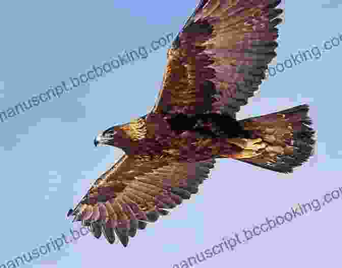 Close Up Of A Golden Eagle In Flight Pacific Crest Trail: Southern California: From The Mexican BFree Download To Tuolumne Meadows