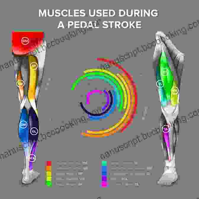 Cycling Anatomy: Muscles, Bones, And Movements Cycling Anatomy Shannon Sovndal