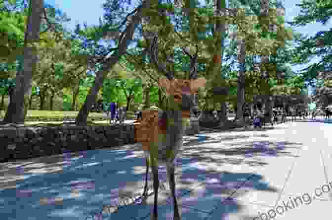Deer In Nara Park, Nara A Manga Lover S Tokyo Travel Guide: My Favorite Things To See And Do In Japan