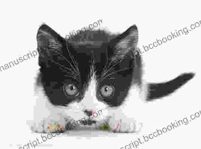Kitten For Day Book Cover, Featuring A Black And White Kitten Staring Curiously Kitten For A Day (Picture Puffins)