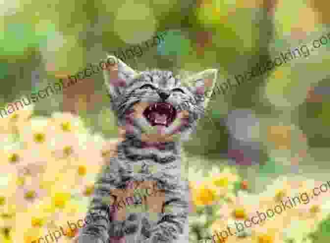 Kitten Meowing, Expressing Its Wants Or Needs Kitten For A Day (Picture Puffins)
