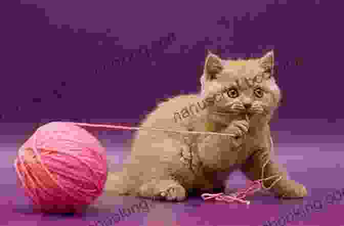 Kitten Playing With Yarn, Looking Mischievous Kitten For A Day (Picture Puffins)