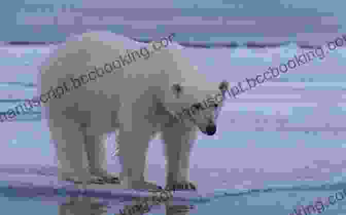 Majestic Polar Bear Standing On An Ice Floe In The Arctic ANTARCTICA: AN EXPEDITION CRUISE TRAVEL GUIDE: A Personal Account Of Sailing To The Seventh Continent