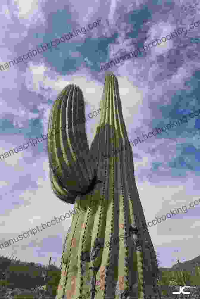 Majestic Saguaro Cacti In Sonoran Desert Pacific Crest Trail: Southern California: From The Mexican BFree Download To Tuolumne Meadows