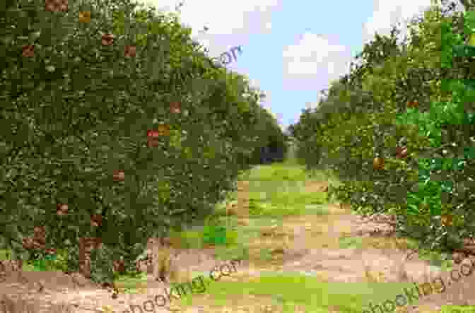 Panoramic View Of An Orange Grove In Florida, With Rows Of Lush Trees Laden With Ripe Oranges. The Florida Cracker Cookbook: Recipes Stories From Cabin To Condo (American Palate)