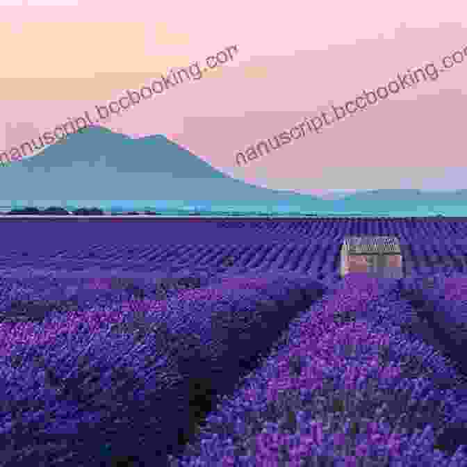 Rolling Lavender Fields In Provence The Essence Of Provence: The Story Of L Occitane