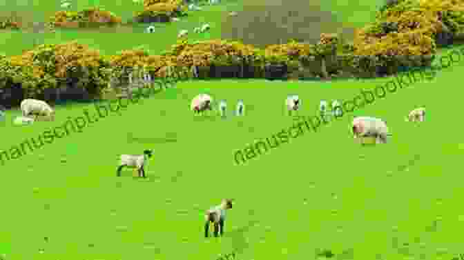 Sheep Grazing On A Vast Pasture A Cullers Story (Provincial Life In New Zealand)