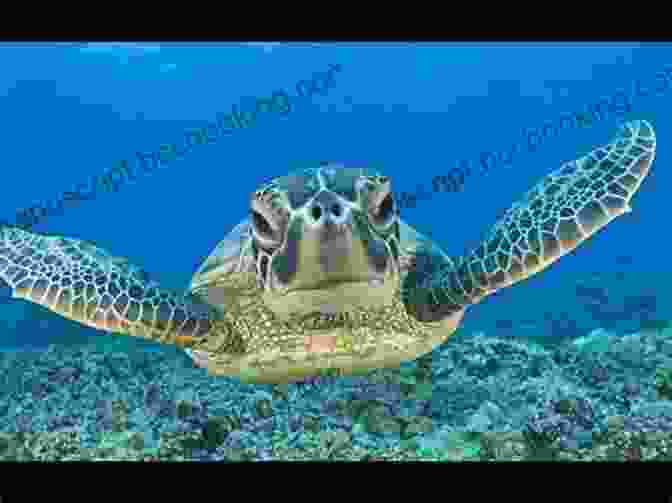 Toby The Sea Turtle Swimming Into The Sunrise Toby The Sea Turtle: The Pirate Ship (The Aventures Of Toby The Sea Turtle 2)