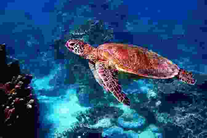 Toby The Sea Turtle Swimming Through Coral Reefs Toby The Sea Turtle: The Pirate Ship (The Aventures Of Toby The Sea Turtle 2)