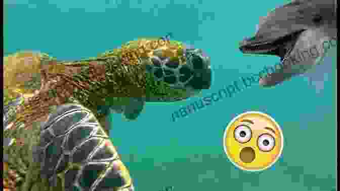 Toby The Sea Turtle Swimming With Dolphins Toby The Sea Turtle: The Pirate Ship (The Aventures Of Toby The Sea Turtle 2)